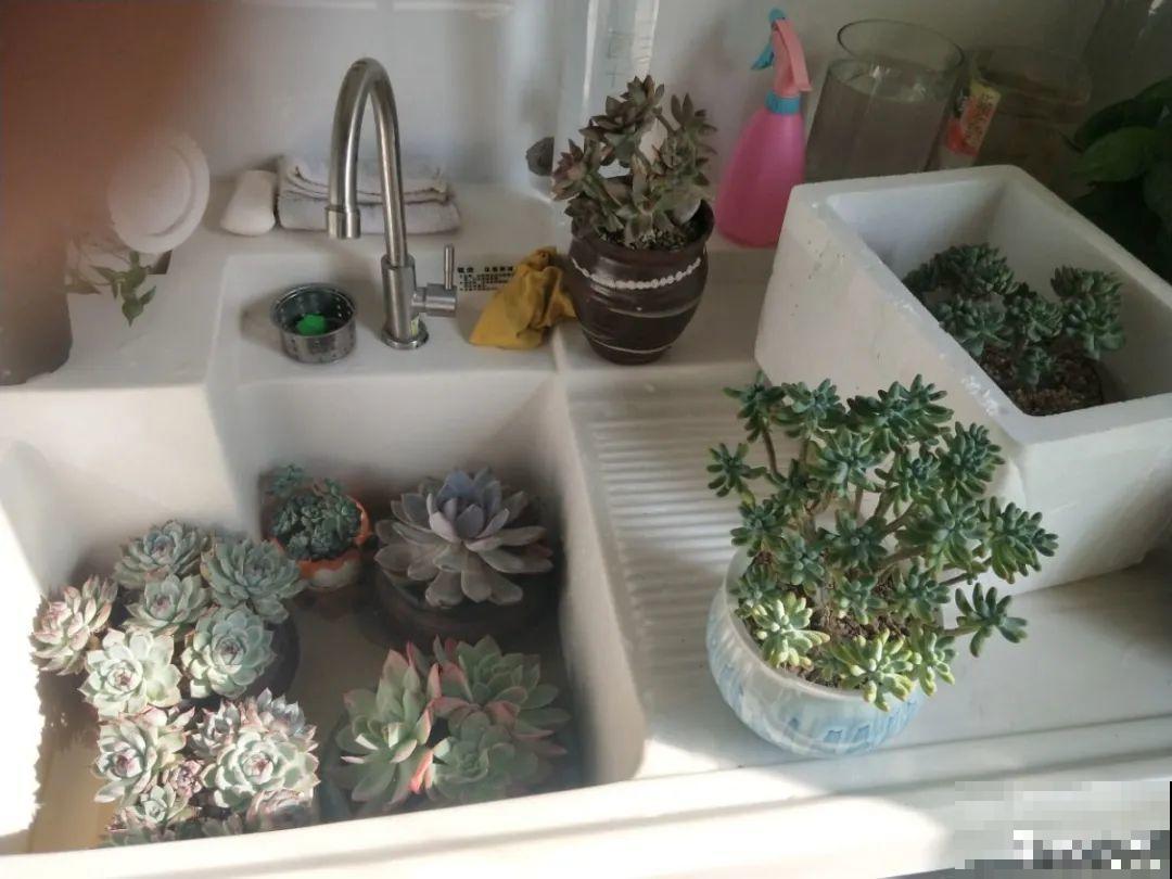 家里有这7种花,少浇水、不能晒,天热要休眠! 家里有这7种花,少浇水、不能晒,天热要休眠!