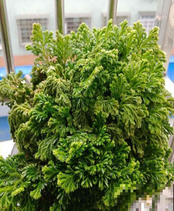 九死还魂草,怎么折腾都死不了,一遇水枯叶变绿叶! 九死还魂草,怎么折腾都死不了,一遇水枯叶变绿叶!