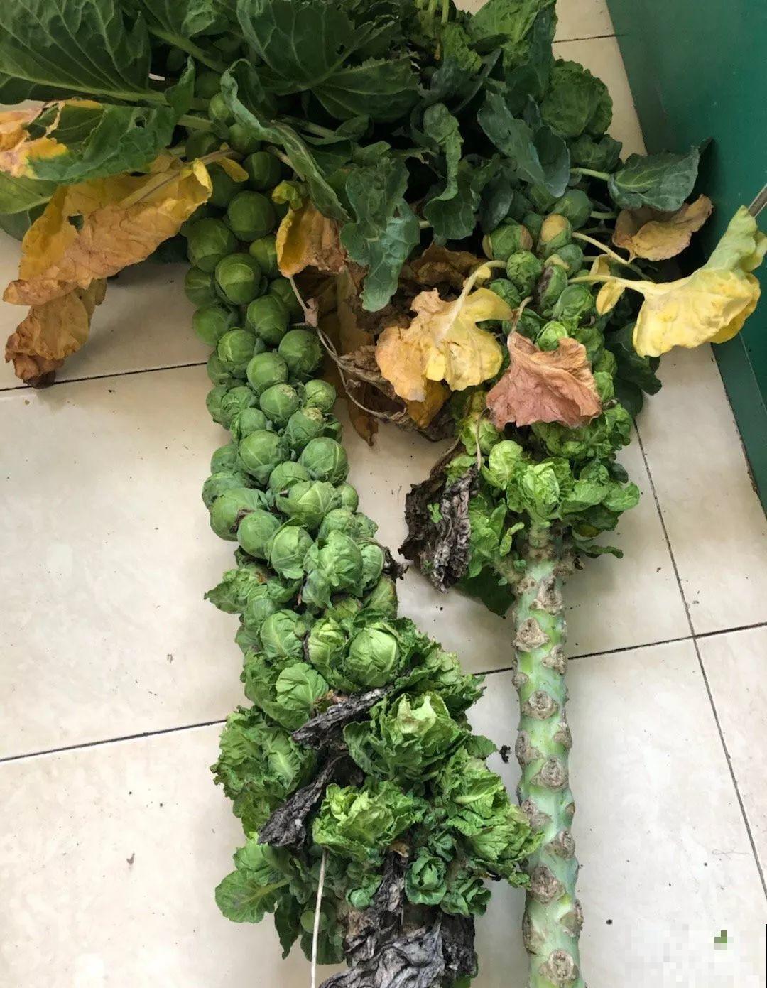 西红柿养成树,1年能结6000斤果,巨无霸第一次见! 西红柿养成树,1年能结6000斤果,巨无霸第一次见!