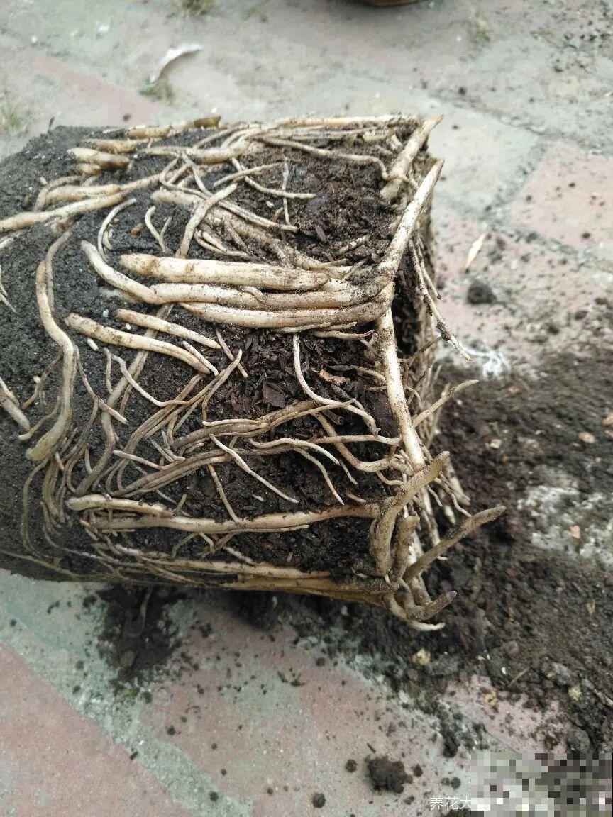 这花3年没浇水，却疯长得把盆撑爆，懒人福利啊！