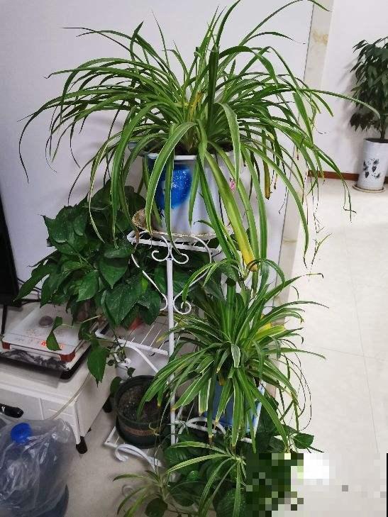 家里的吊兰总是干尖，剪一剪多喷水，叶子油亮翠绿