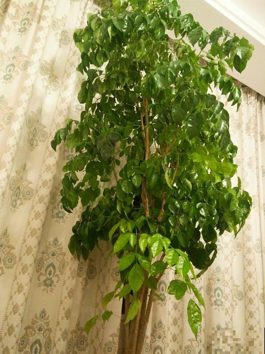 5种花,卧室不能养,离太近都不好! 5种花,卧室不能养,离太近都不好!