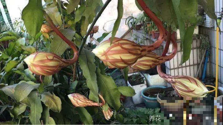 1种花只在夜里开，一次能开50朵，摘下来炒鸡蛋特香！