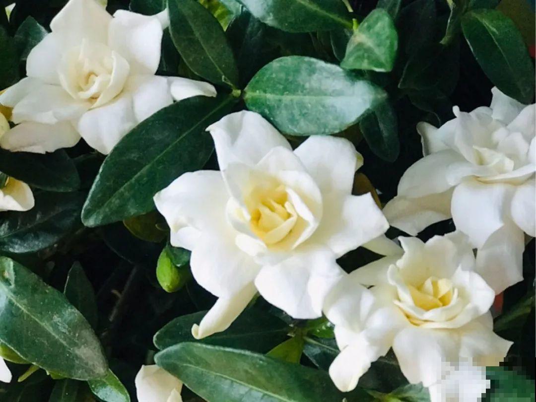 可以浇花的药,过期也要留着,保花不生虫、不生病! 可以浇花的药,过期也要留着,保花不生虫、不生病!