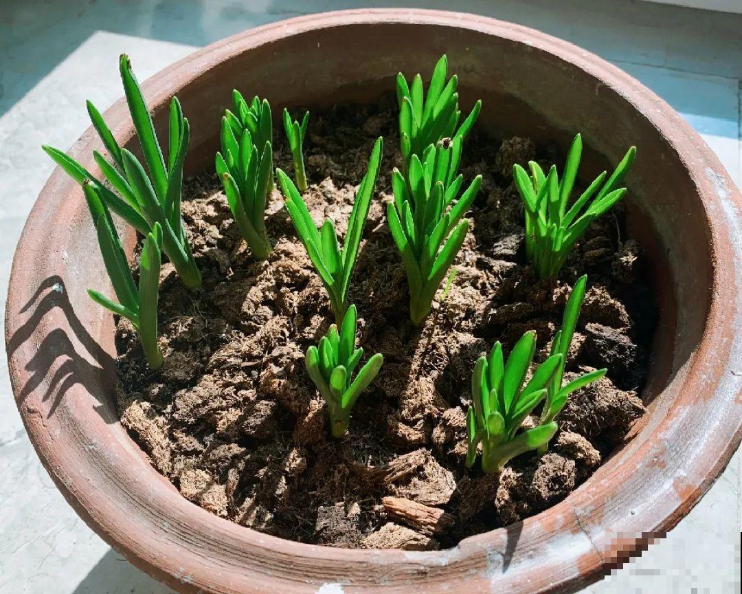 极品小铃铛,养一盆生一窝,冬天也能开花! 极品小铃铛,养一盆生一窝,冬天也能开花!