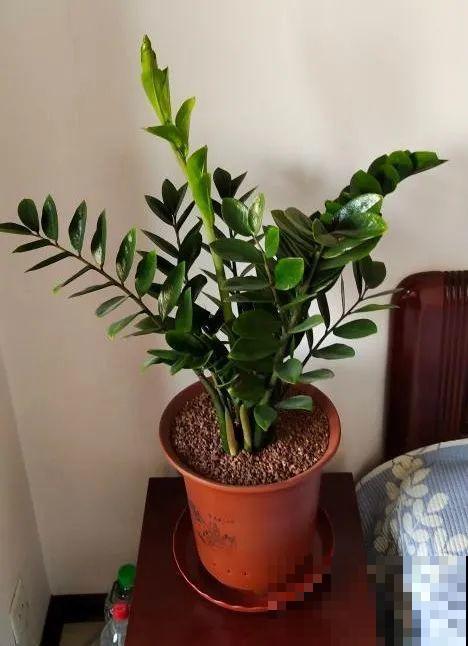 这花3年没浇水，却疯长得把盆撑爆，懒人福利啊！