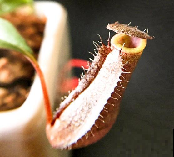 植物也“吃肉”,这种猪笼草可以吞掉一只老鼠,可怕! 植物也“吃肉”,这种猪笼草可以吞掉一只老鼠,可怕!