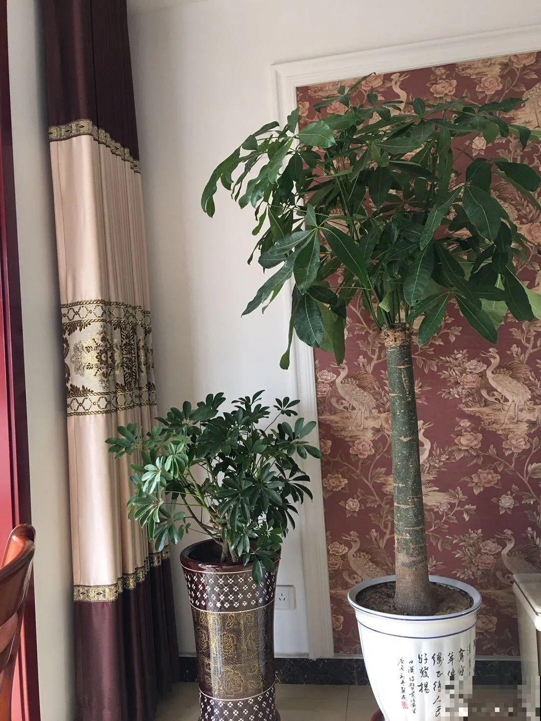 这花3年没浇水，却疯长得把盆撑爆，懒人福利啊！