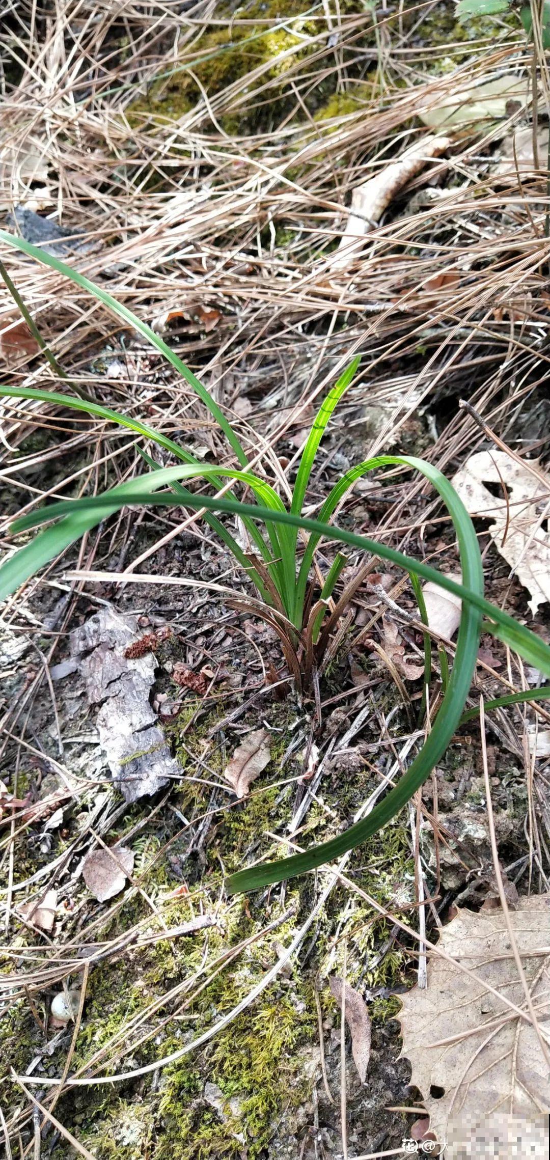 7种花不要随便挖，轻则罚款，重则坐牢！
