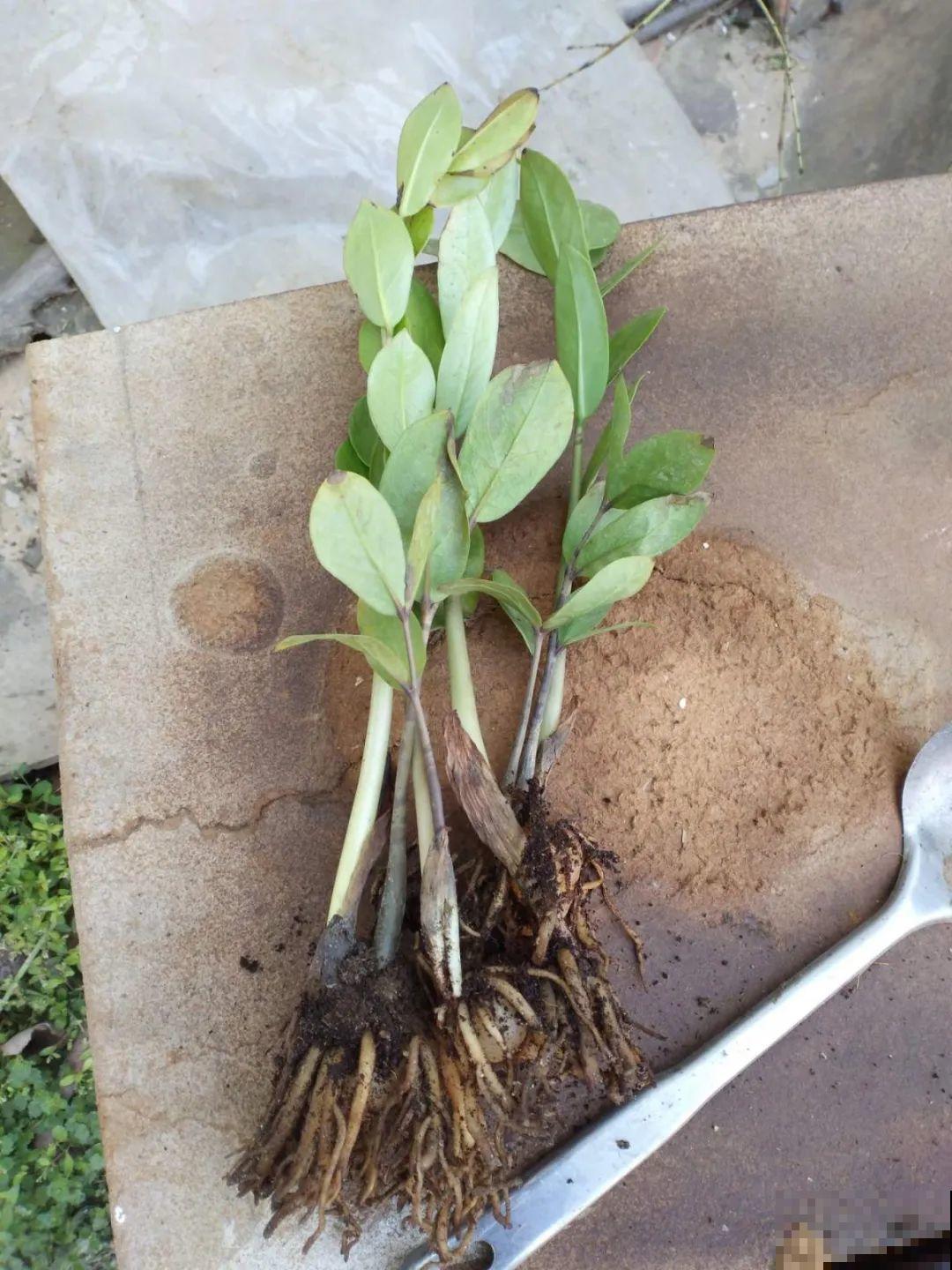 这花3年没浇水，却疯长得把盆撑爆，懒人福利啊！