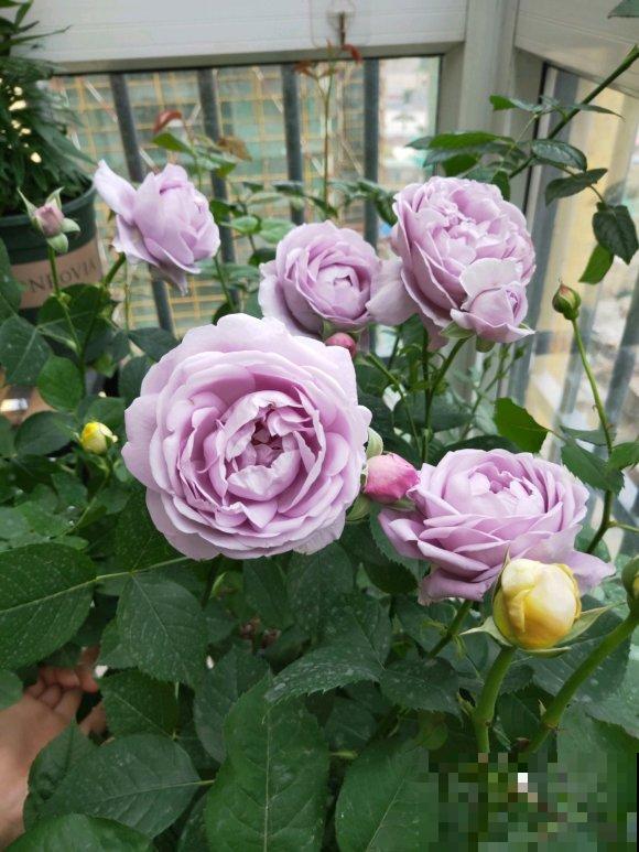 这些花,名字真让人尴尬,一读出来都没法听! 这些花,名字真让人尴尬,一读出来都没法听!