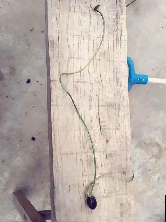 看到这些花,扭头就走,别买,谁买谁吃亏! 看到这些花,扭头就走,别买,谁买谁吃亏!