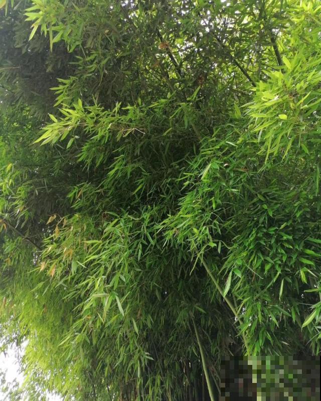 植物界2大成功定律:荷花定律、竹子定律! 植物界2大成功定律:荷花定律、竹子定律!