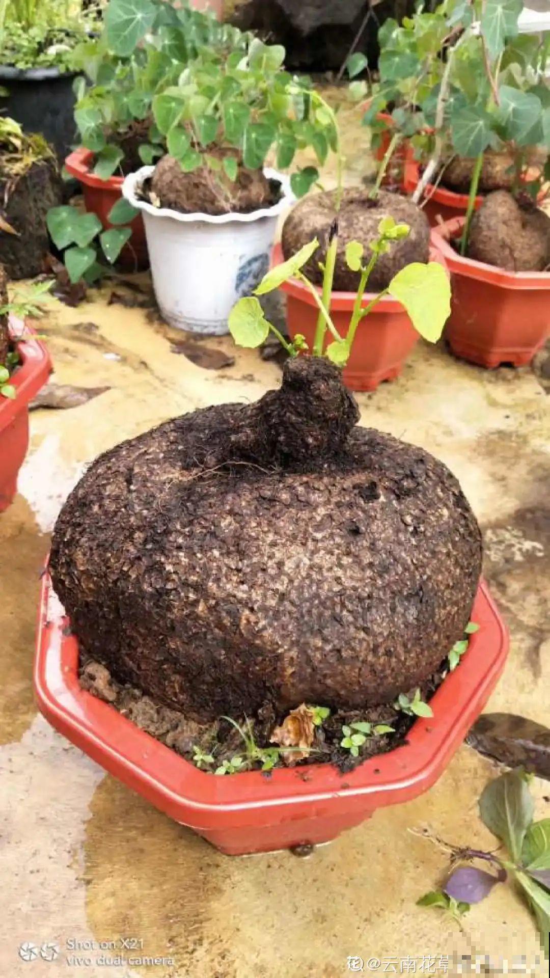 大土豆埋土里，2个月变成绿窗帘，1个月不浇水照样活！