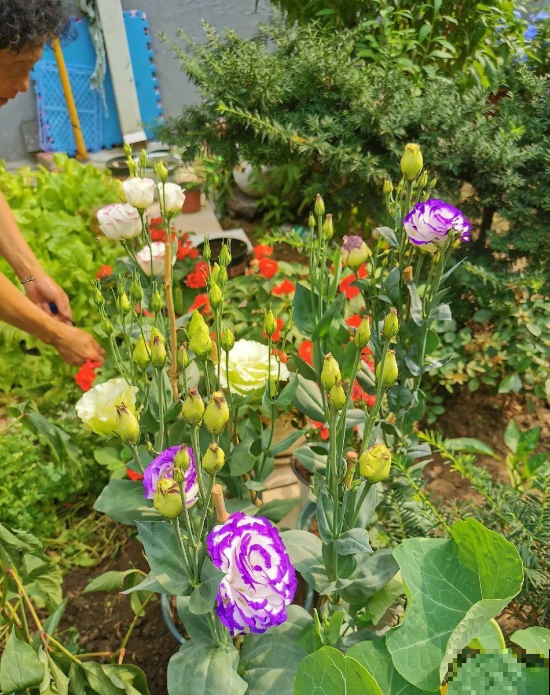 70岁老妈,一天也闲不住,院子里种满了花! 70岁老妈,一天也闲不住,院子里种满了花!