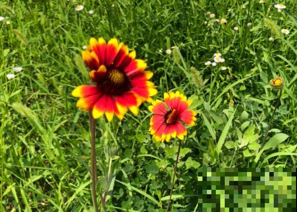 路边一种野花,能开2~3年不落,花瓣永不褪色! 路边一种野花,能开2~3年不落,花瓣永不褪色!