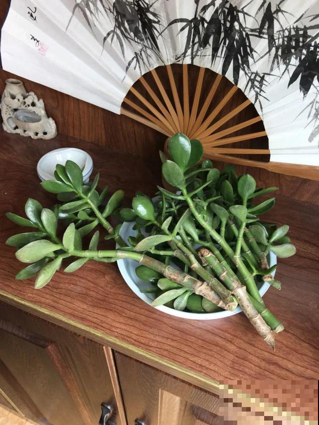 38℃高温，家里的花挺不过去，只剩盆了！