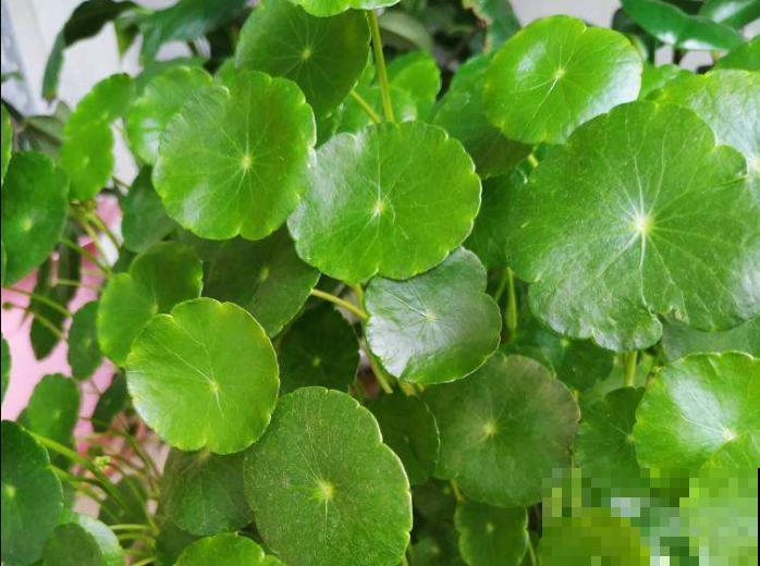 这5种植物，叶子长得太像了，放一块你绝对认不出来！