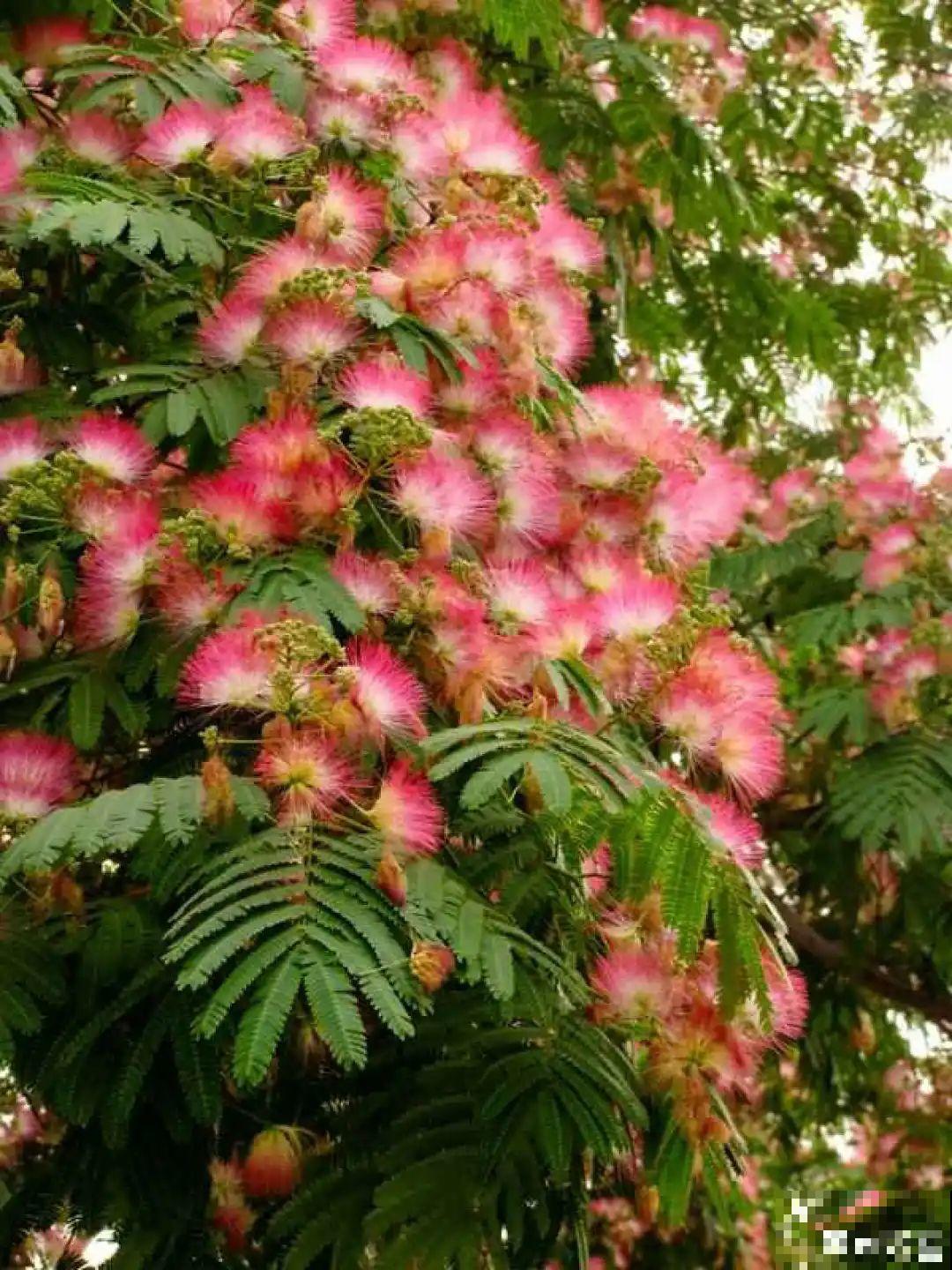 不起眼的6种花，泡茶喝，原来对身体这么好！