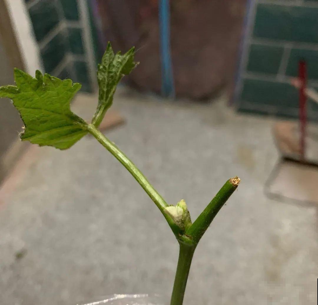 路边掐几根大粗枝,5天就生根,结果沉甸甸! 路边掐几根大粗枝,5天就生根,结果沉甸甸!