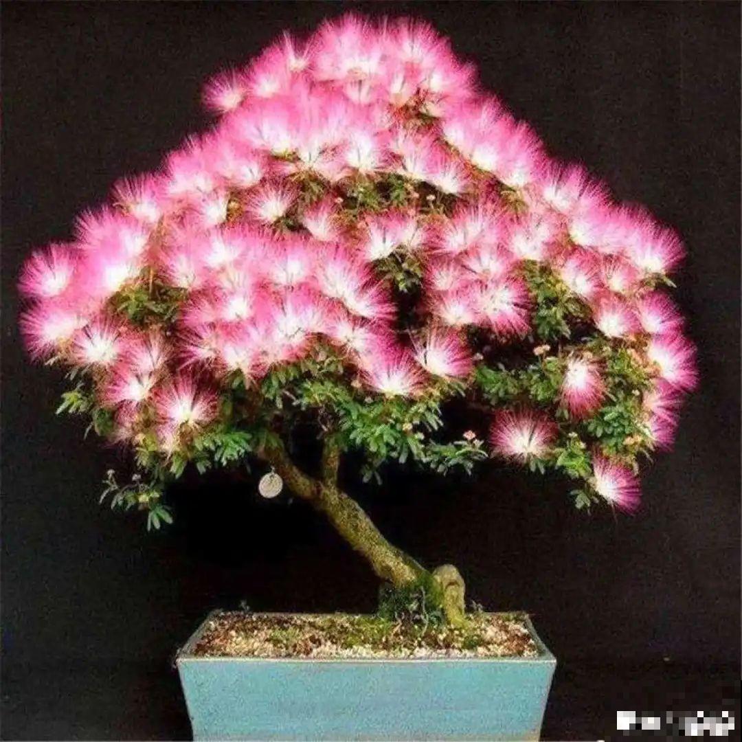不起眼的6种花，泡茶喝，原来对身体这么好！