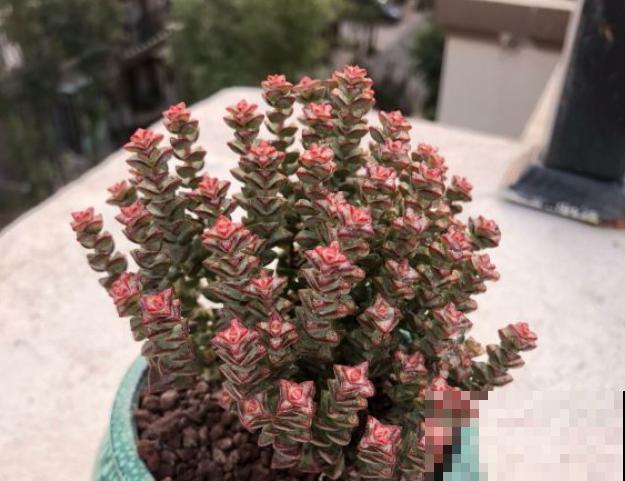 这种多肉,爆盆太可怕了,叶子多得往外溢! 这种多肉,爆盆太可怕了,叶子多得往外溢!