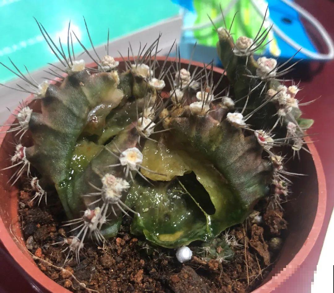 10种花,夏天怕淋雨,下雨赶紧搬进屋! 10种花,夏天怕淋雨,下雨赶紧搬进屋!