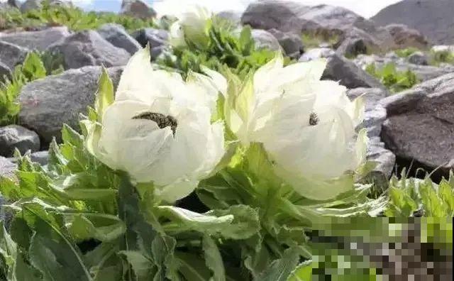 7种花不要随便挖，轻则罚款，重则坐牢！