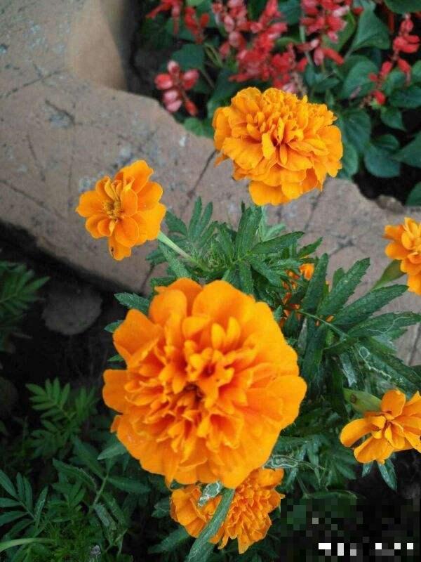 屋里养盆驱蚊花，清香四溢，一觉睡到大天亮