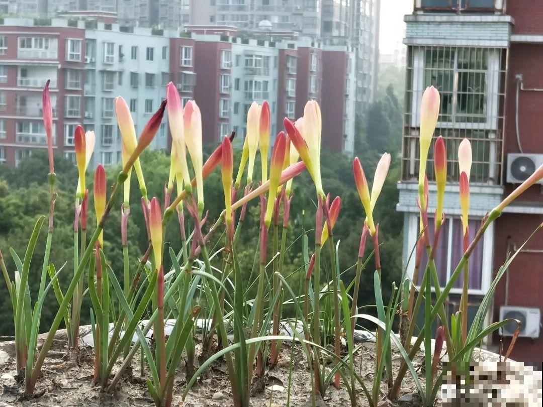 不用施肥打药,这花旱它几个月,疯狂爆花! 不用施肥打药,这花旱它几个月,疯狂爆花!