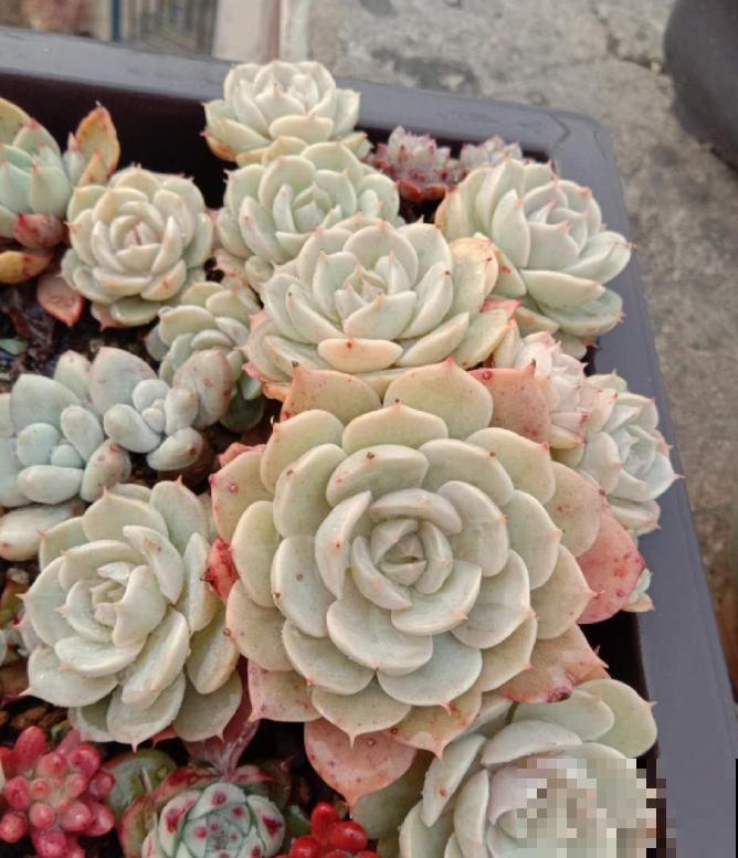 养了5年多肉,从小白变成大神,这些经验送你了! 养了5年多肉,从小白变成大神,这些经验送你了!