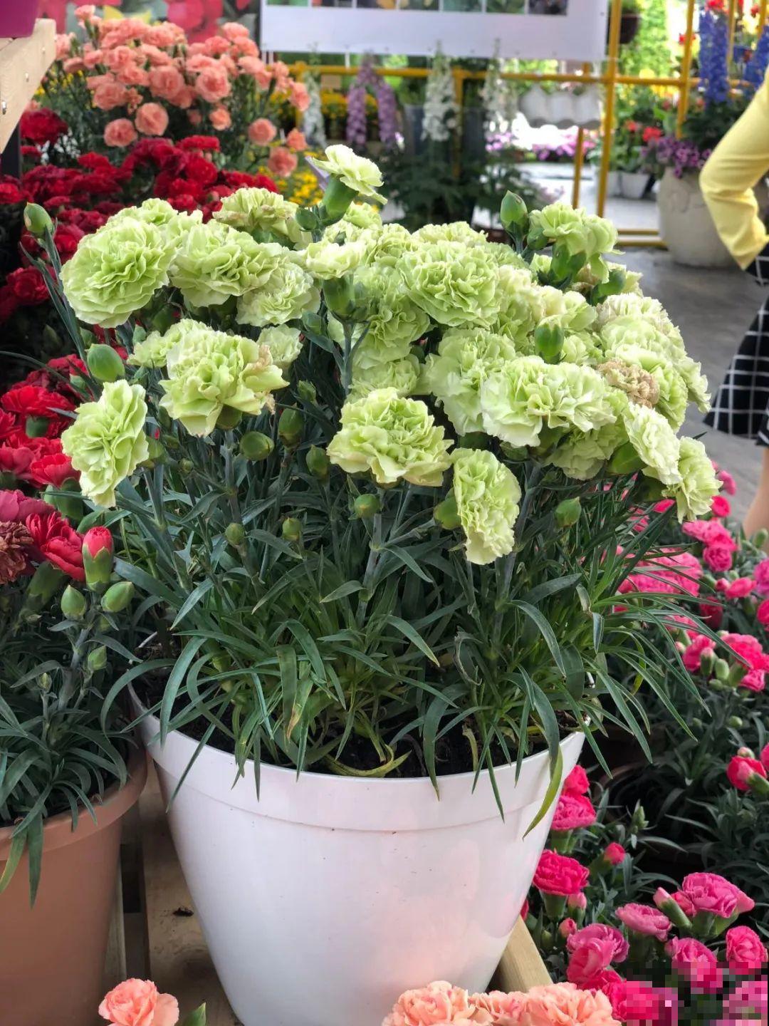 10种花,不怕风吹雨淋,不怕暴晒干旱,四季爆开花,堪称花坚强! 10种花,不怕风吹雨淋,不怕暴晒干旱,四季爆开花,堪称花坚强!