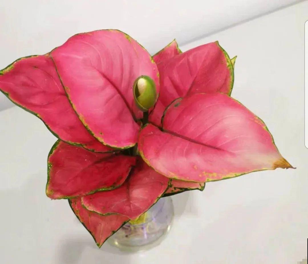 12种花，堪称“耐阴王”，比绿萝好看一万倍！