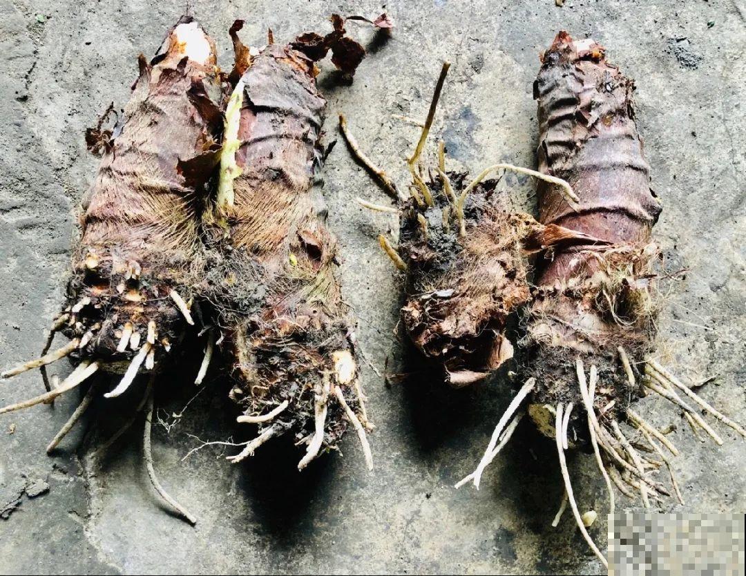 有些花有毒,家里有孩子要注意,不能乱碰 有些花有毒,家里有孩子要注意,不能乱碰