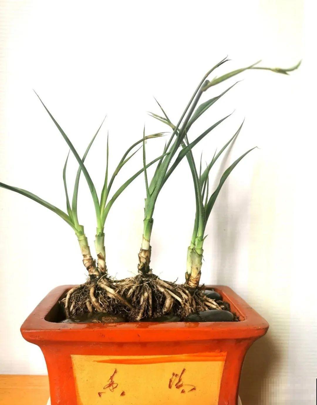 吊兰一根枝,爆出50个小吊,太漂亮! 吊兰一根枝,爆出50个小吊,太漂亮!