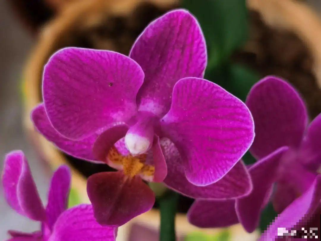 公认难养的20种花,养一盆死一盆,下次还敢买? 公认难养的20种花,养一盆死一盆,下次还敢买?