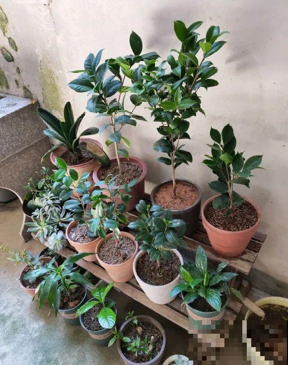 10种花，现在搬出去养，死不了还能长花苞！