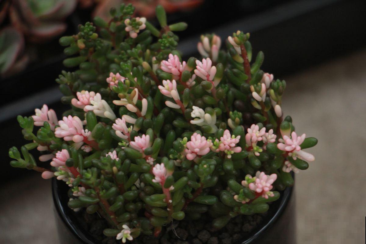 多肉市场上的骗局,赶紧记住,遇见了少上当 多肉市场上的骗局,赶紧记住,遇见了少上当