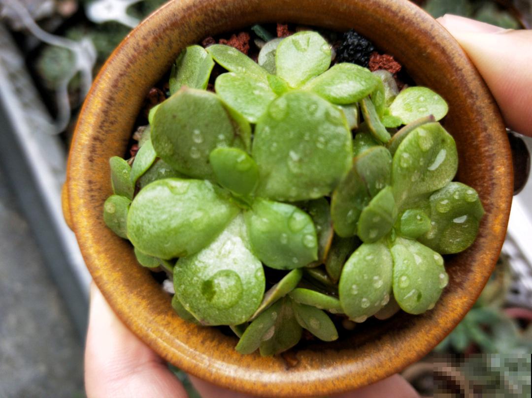 10种花,夏天怕淋雨,下雨赶紧搬进屋! 10种花,夏天怕淋雨,下雨赶紧搬进屋!