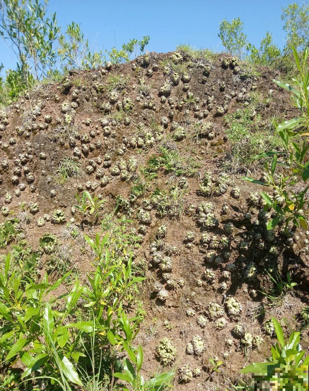 神奇的卷柏，可以起死回生，喷点水就复活！