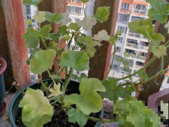 现在开花不一定是好事,赶紧剪掉,才能正常活 现在开花不一定是好事,赶紧剪掉,才能正常活