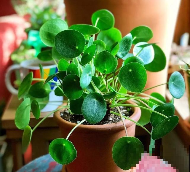 这5种植物，叶子长得太像了，放一块你绝对认不出来！