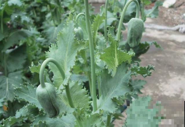 农村看到这种花,赶紧拔掉,养一棵也违法! 农村看到这种花,赶紧拔掉,养一棵也违法!