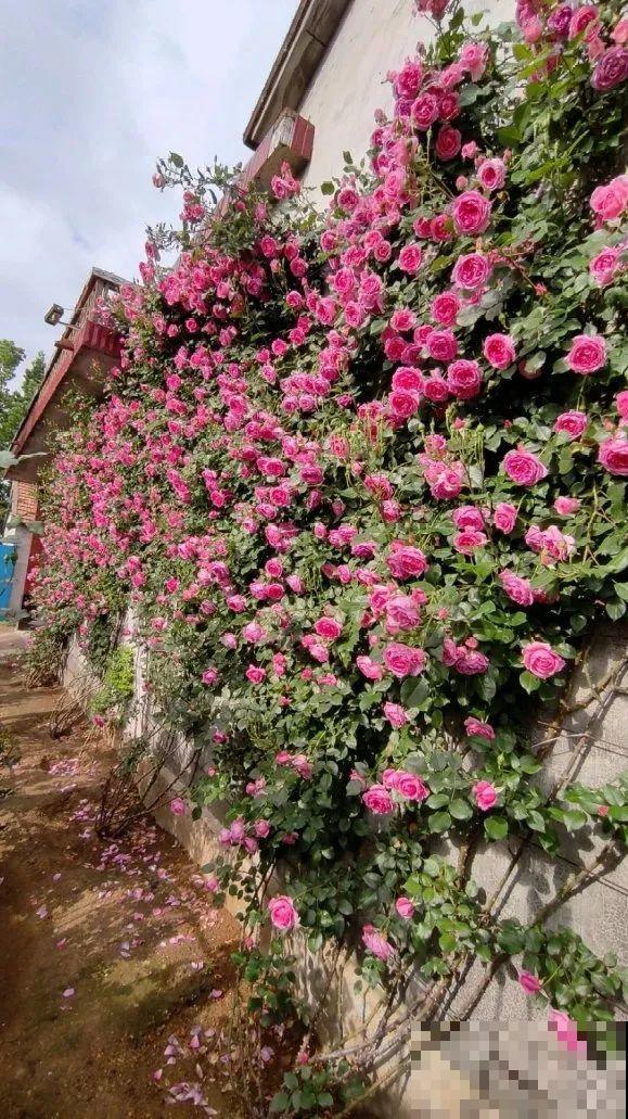 看到这些花,扭头就走,别买,谁买谁吃亏! 看到这些花,扭头就走,别买,谁买谁吃亏!