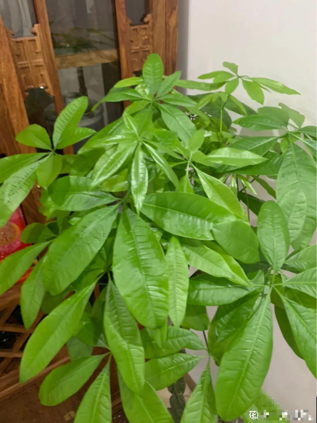 这花3年没浇水，却疯长得把盆撑爆，懒人福利啊！