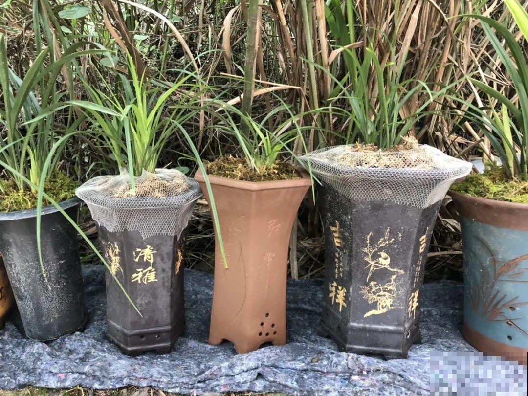 38℃高温，家里的花挺不过去，只剩盆了！