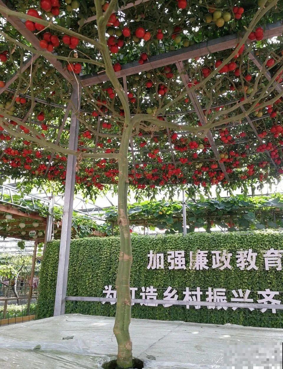 西红柿养成树,1年能结6000斤果,巨无霸第一次见! 西红柿养成树,1年能结6000斤果,巨无霸第一次见!