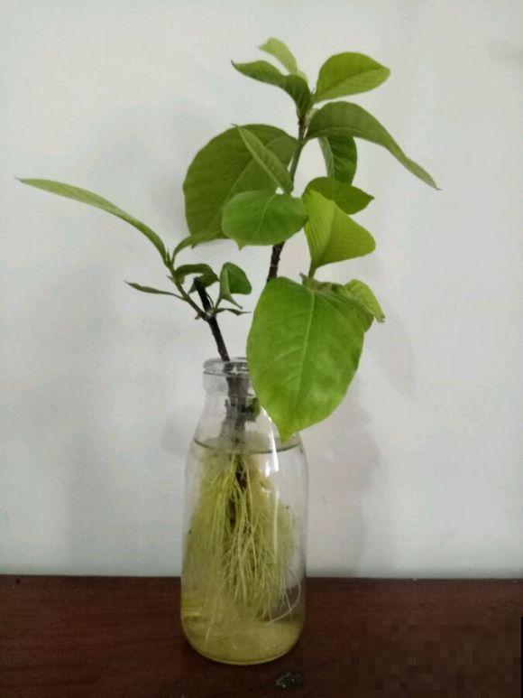 这3种花,水培比土培好养多了,花苞冒不停! 这3种花,水培比土培好养多了,花苞冒不停!