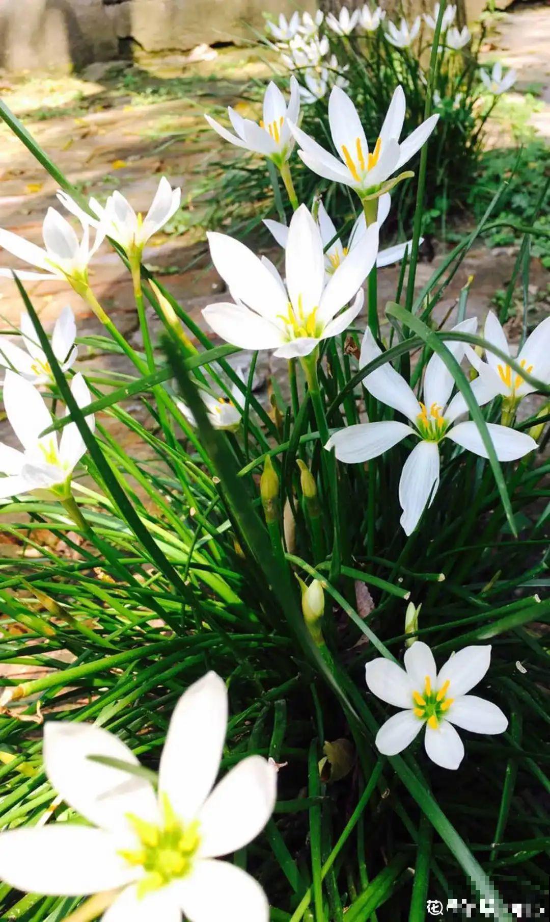 有些花有毒,家里有孩子要注意,不能乱碰 有些花有毒,家里有孩子要注意,不能乱碰