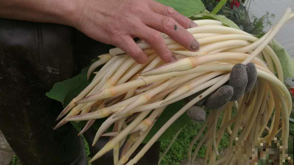 7月野菜金不换，2块钱一捆，凉拌吃格外香！